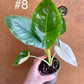 Alocasia macrorrhiza variegata S