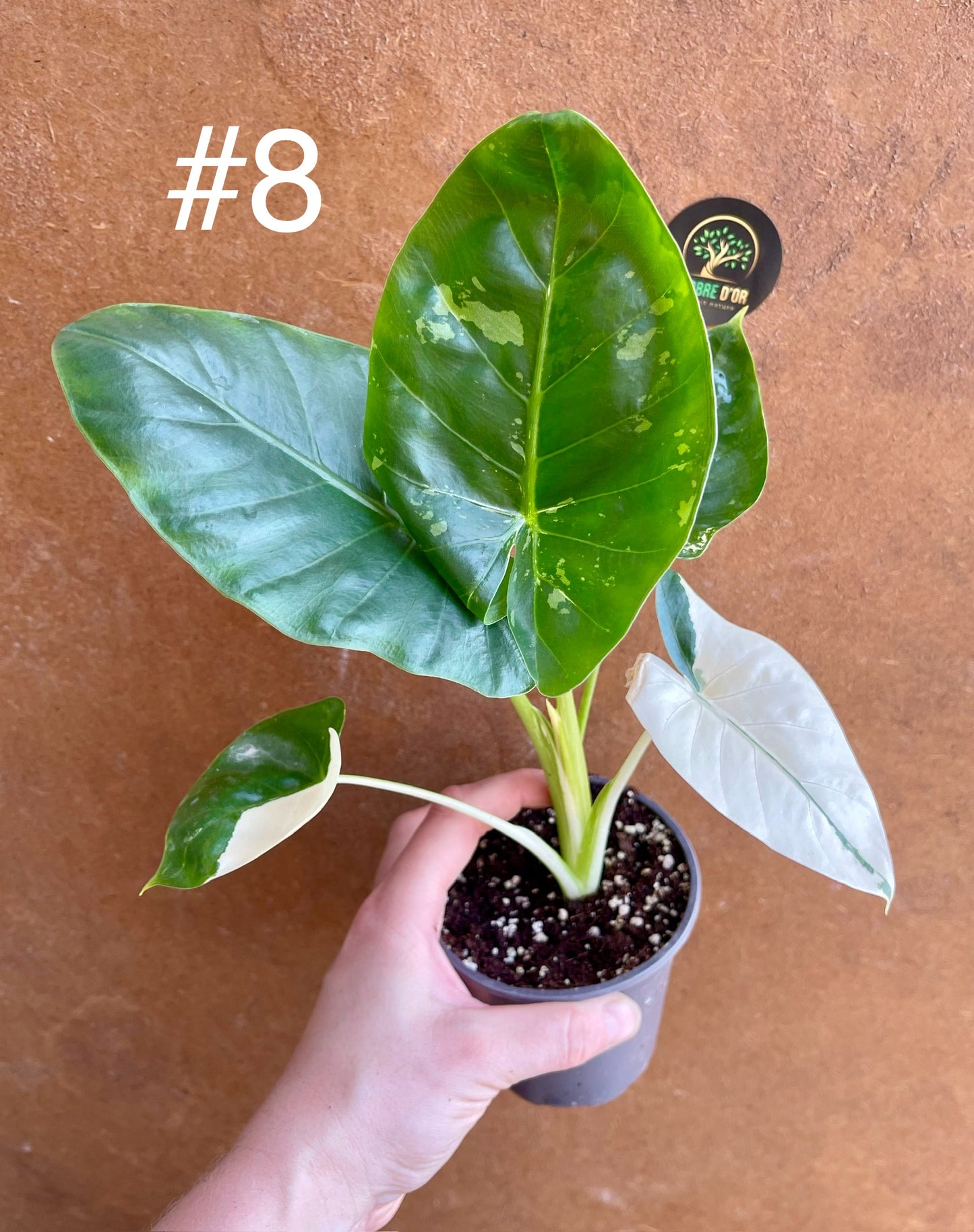 Alocasia macrorrhiza variegata S