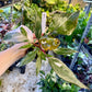 Philodendron red anderson M NEW