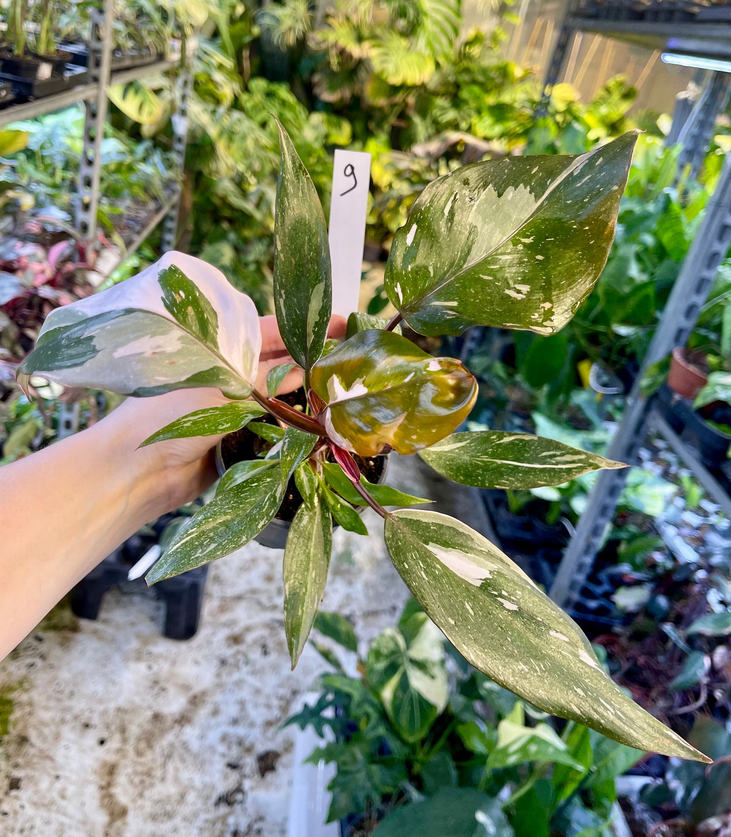 Philodendron red anderson M NEW