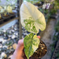 Alocasia dragon scale variegata S NEW