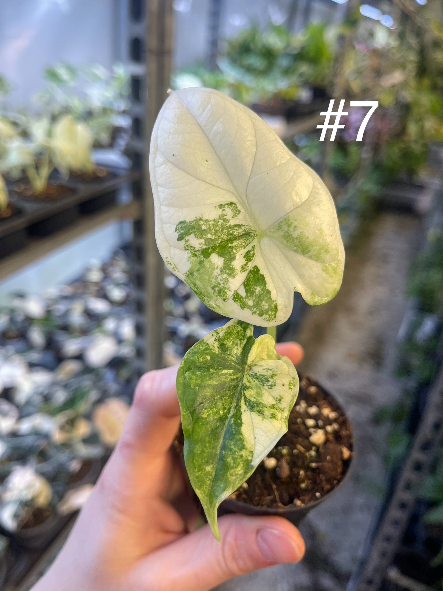 Alocasia dragon scale variegata S NEW