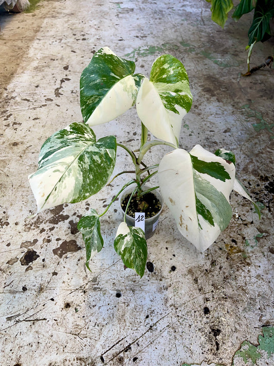 MONSTERA ALBO VARIEGATA NEW