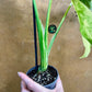 Monstera legacy