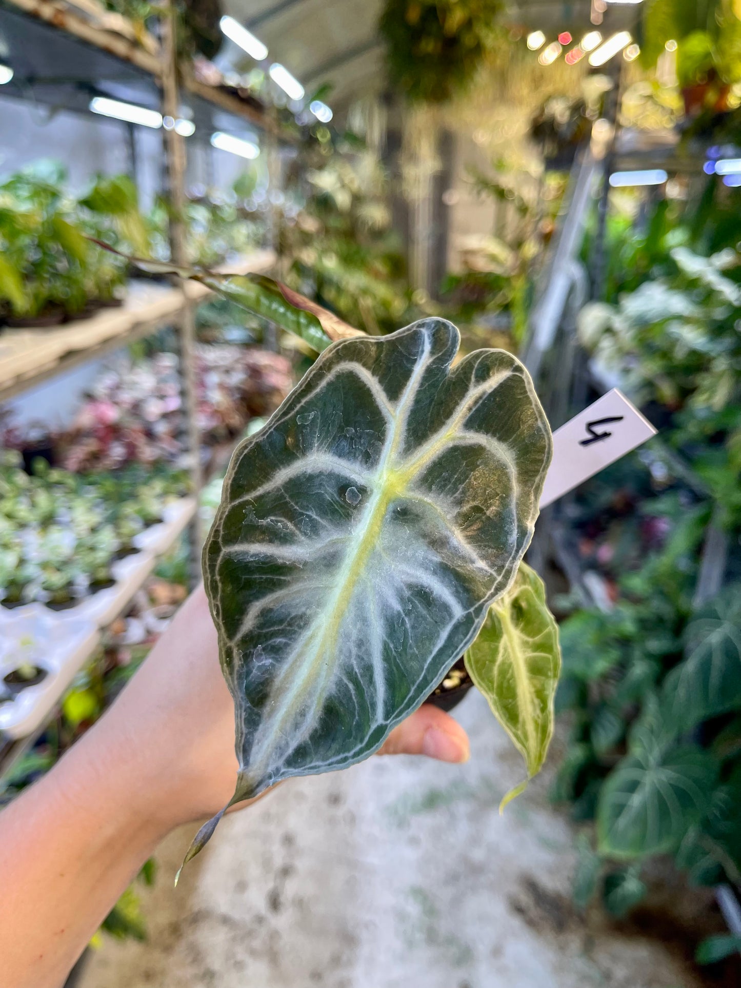 ALOCASIA VENOM S NEW