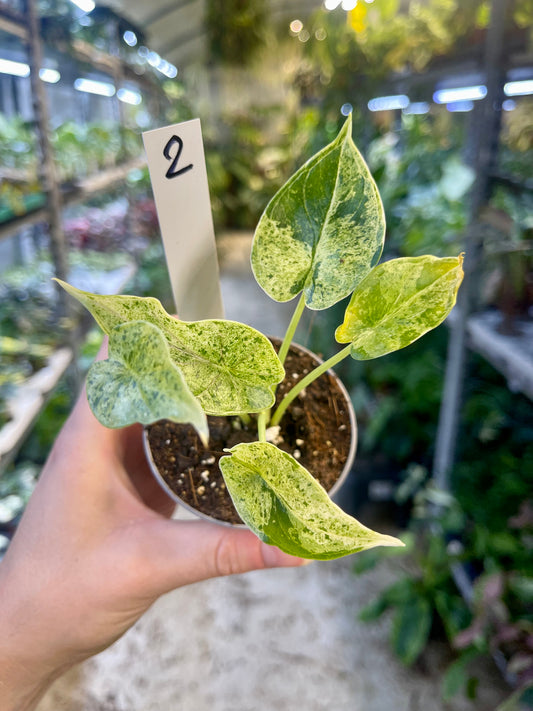 Alocasia dragon scale mint variegata NEW