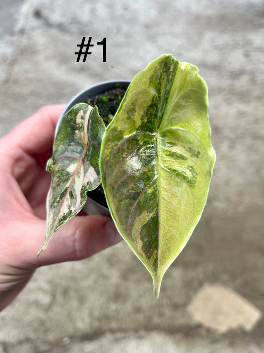 Alocasia Azlanii variegata