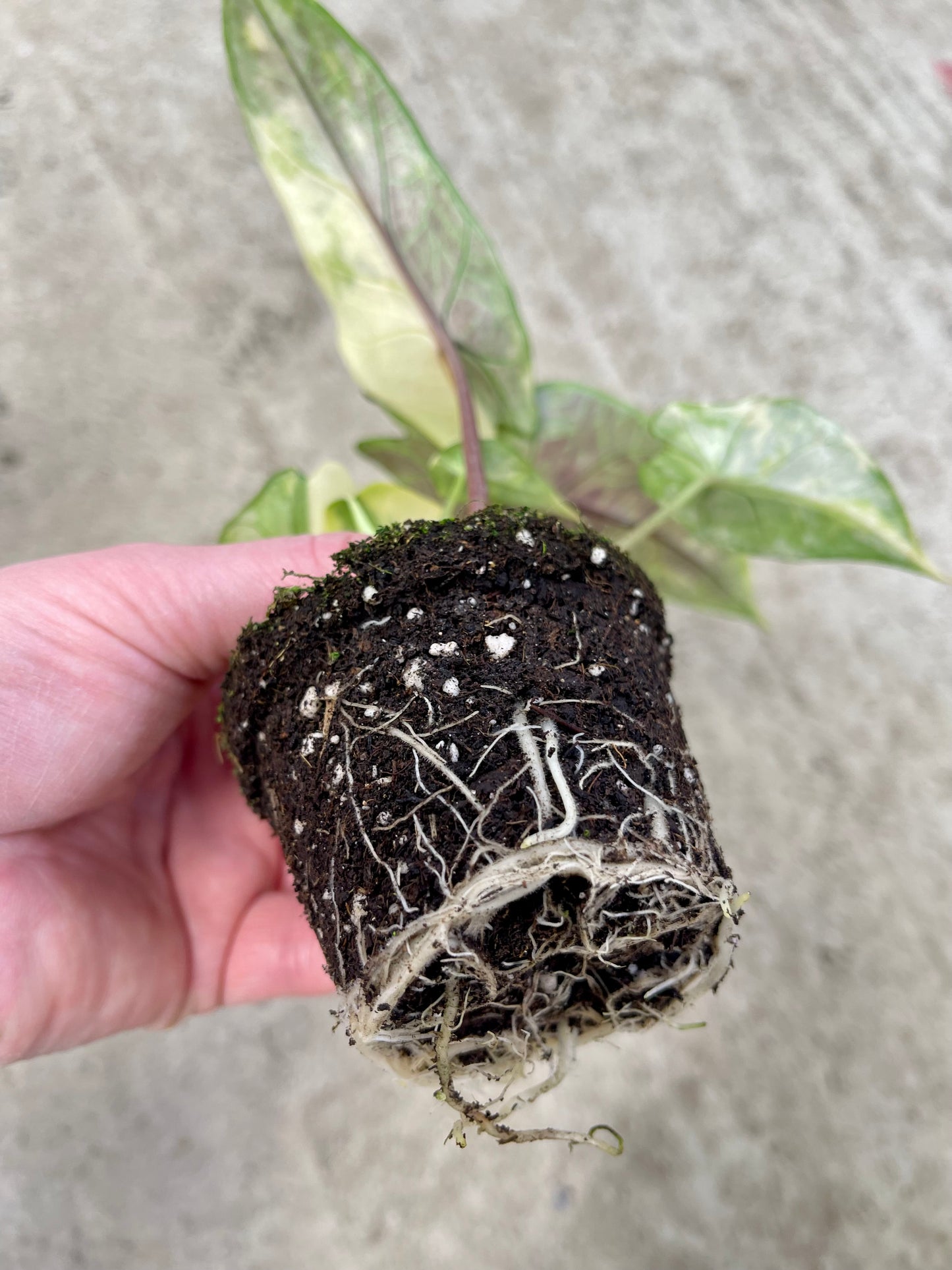 ALO.CASIA SCALPRUM AUREA VARIEGATA (2 plantes)