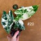 Alocasia frydek variegata haute variegation M