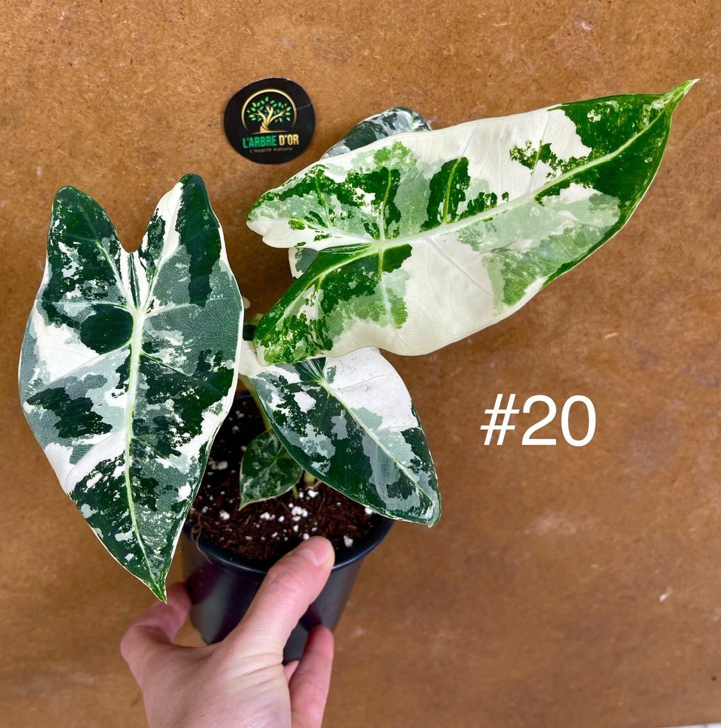 Alocasia frydek variegata haute variegation M