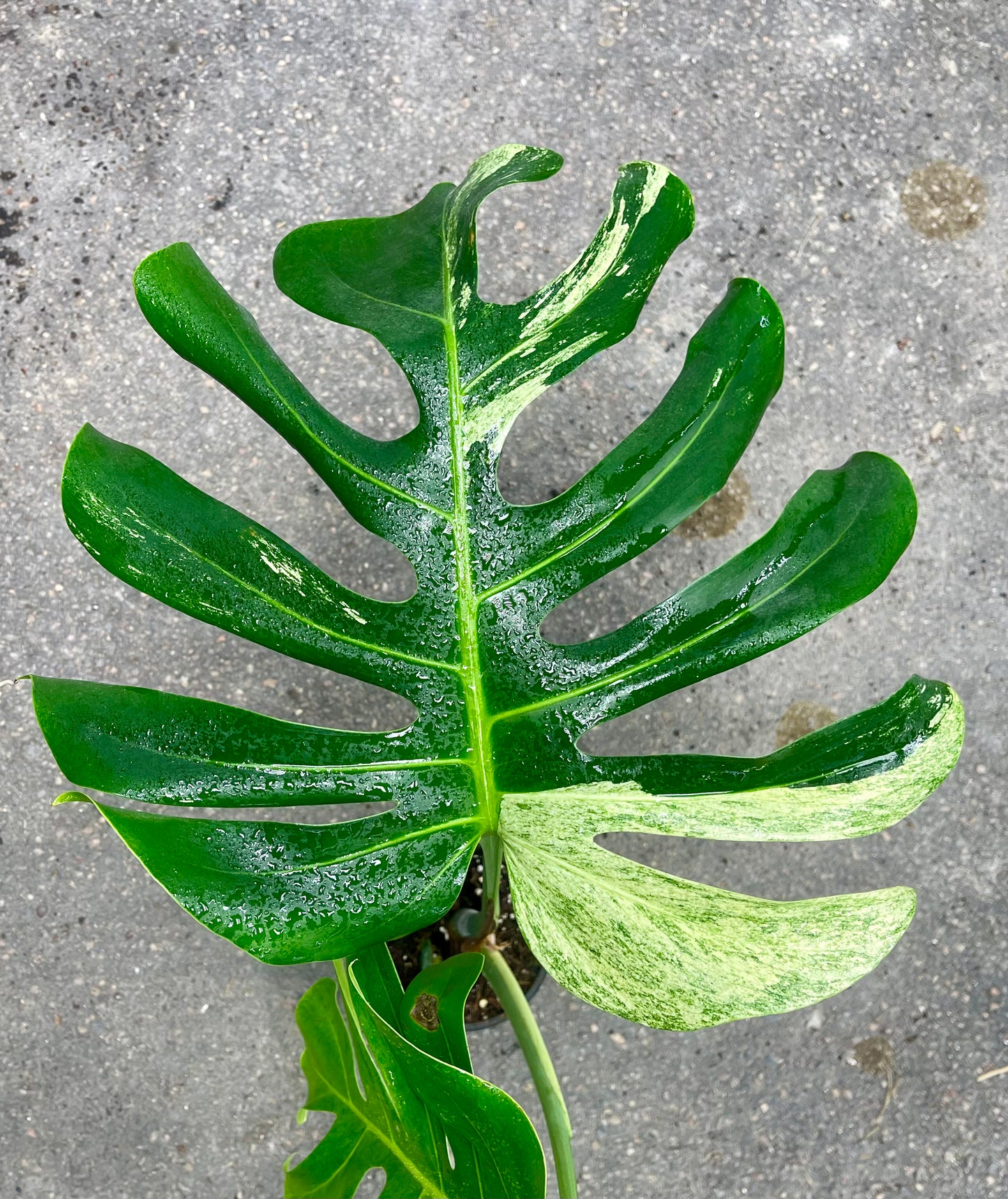 MONSTERA JUNGLE MINT