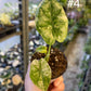 Alocasia dragon scale variegata S NEW