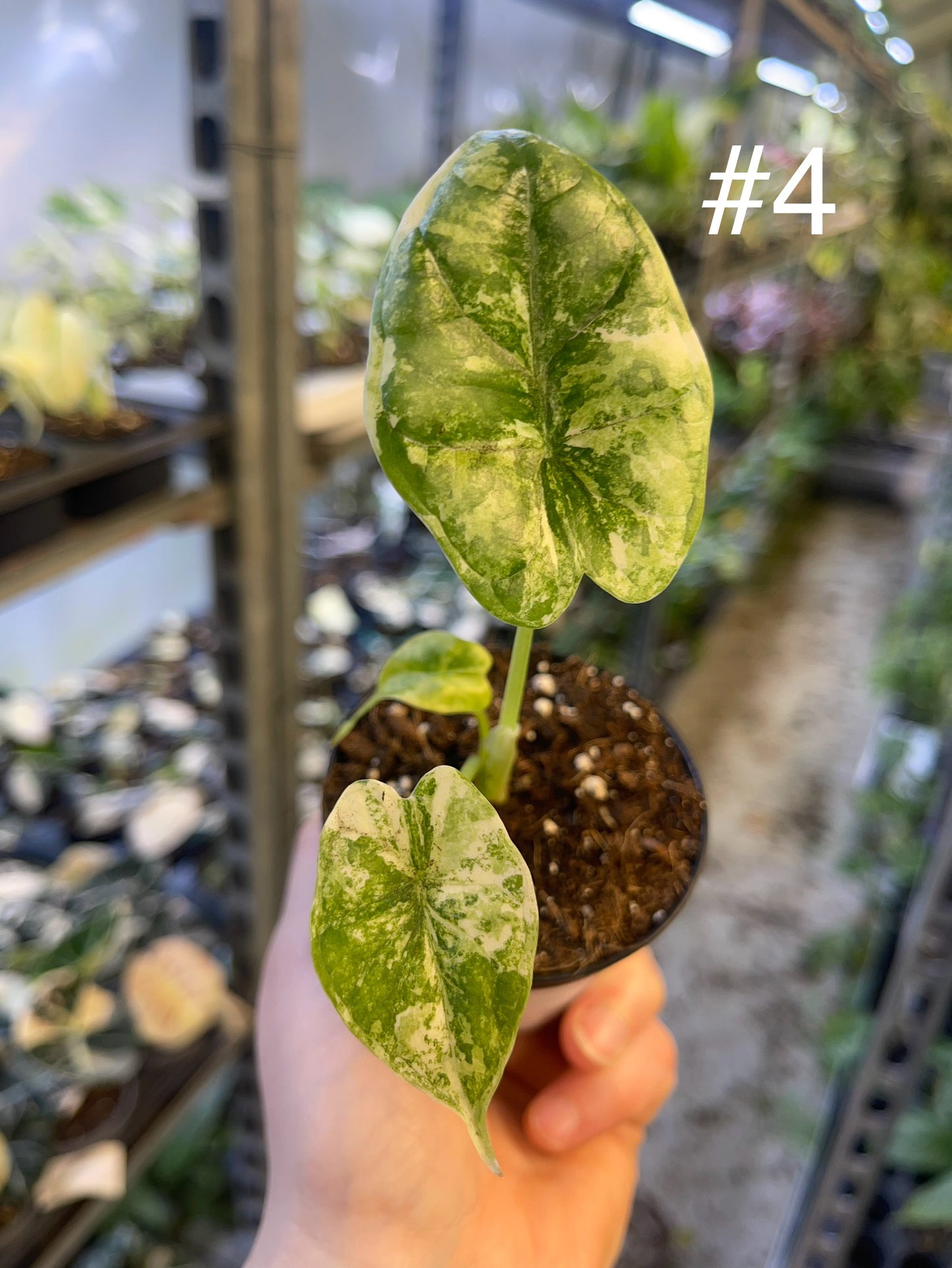 Alocasia dragon scale variegata S NEW