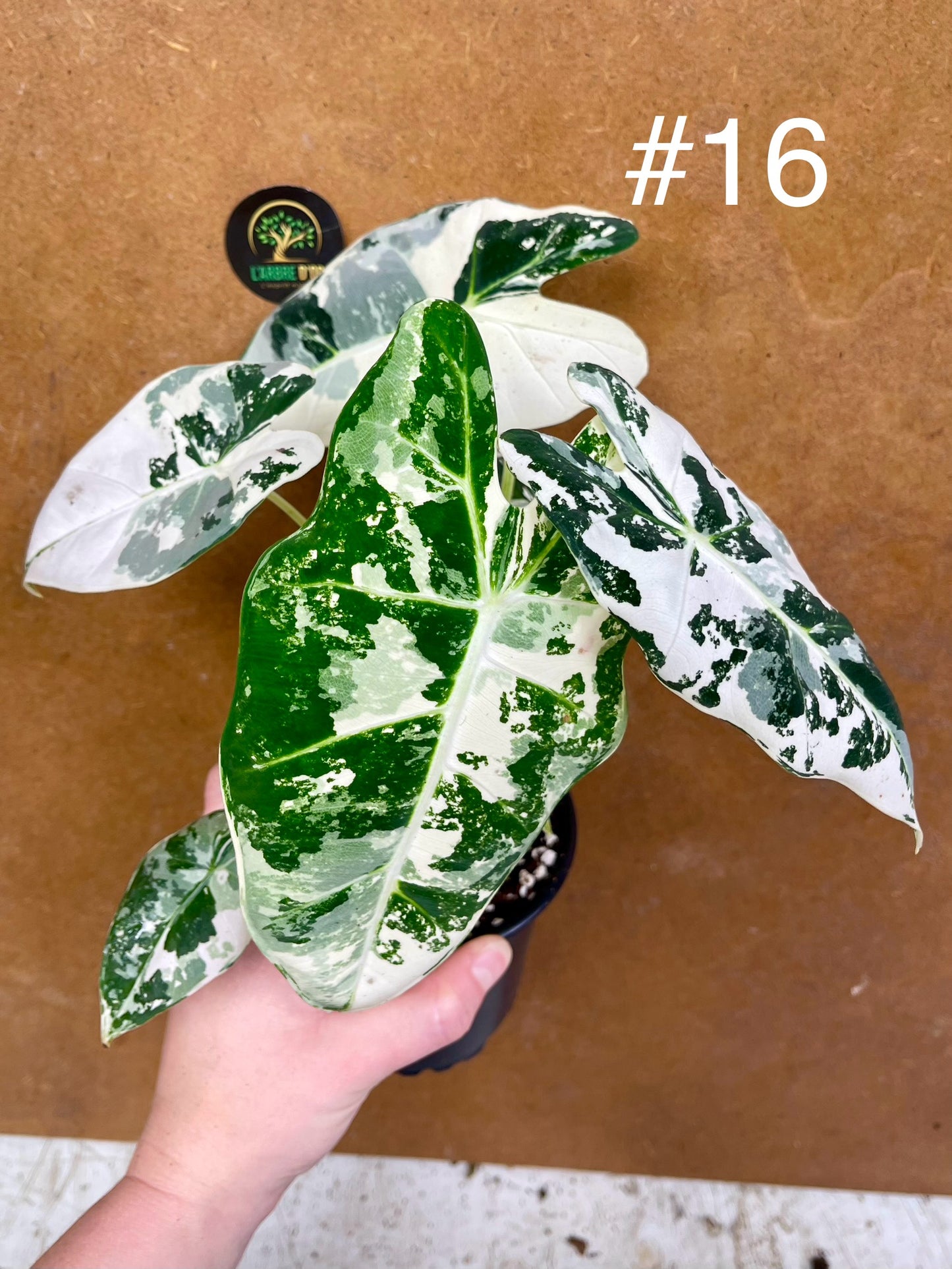 Alocasia frydek variegata haute variegation M
