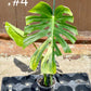 Monstera deliciosa aurea / Cream Large forme