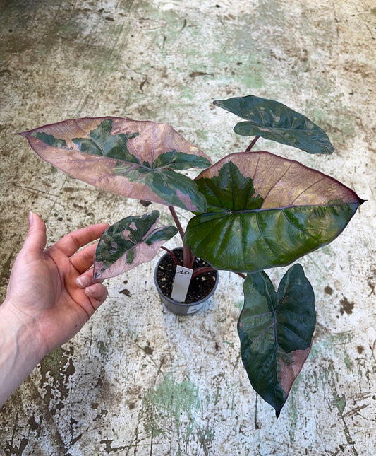 Alocasia yucatan pink variegata M