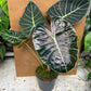 Alocasia purple prince XL