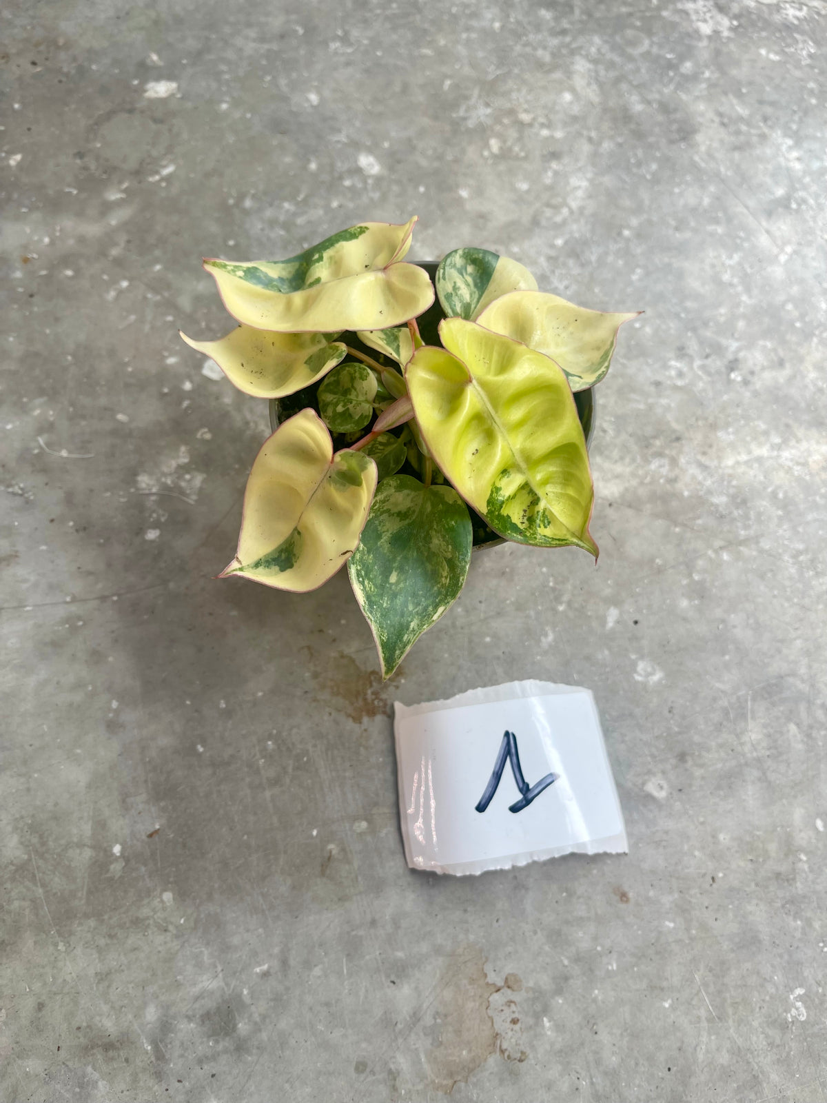 PHILODENDRON BILLIETIAE VARIEGATA