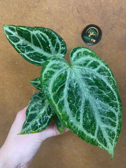 Anthurium silver blush mint