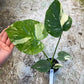 Monstera deliciosa thaï constellation M