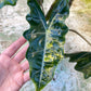 ALOCASIA PSEUDO SANDERIANA AUREA L