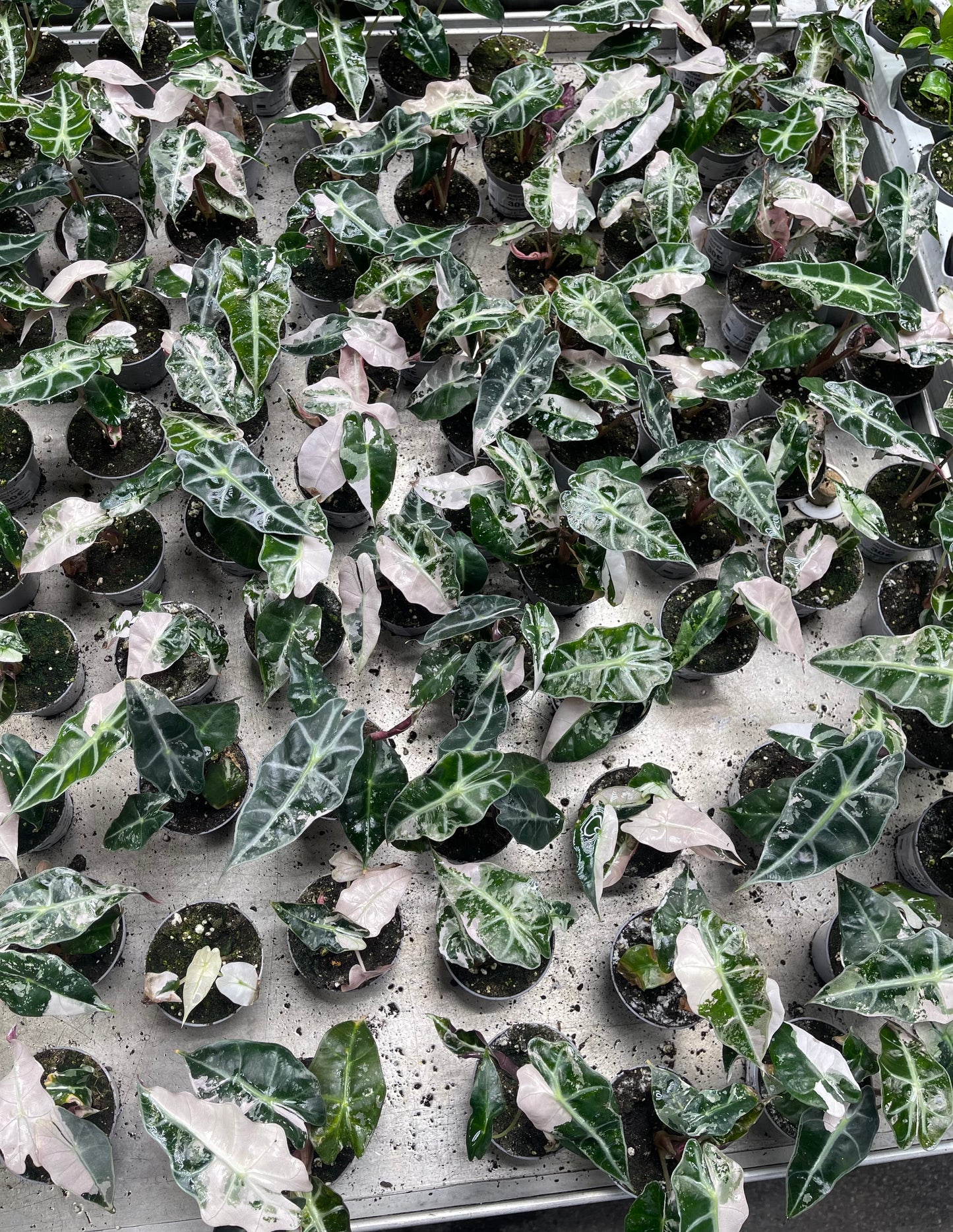 ALOCASIA AMAZONICA POLLY PINK NEW