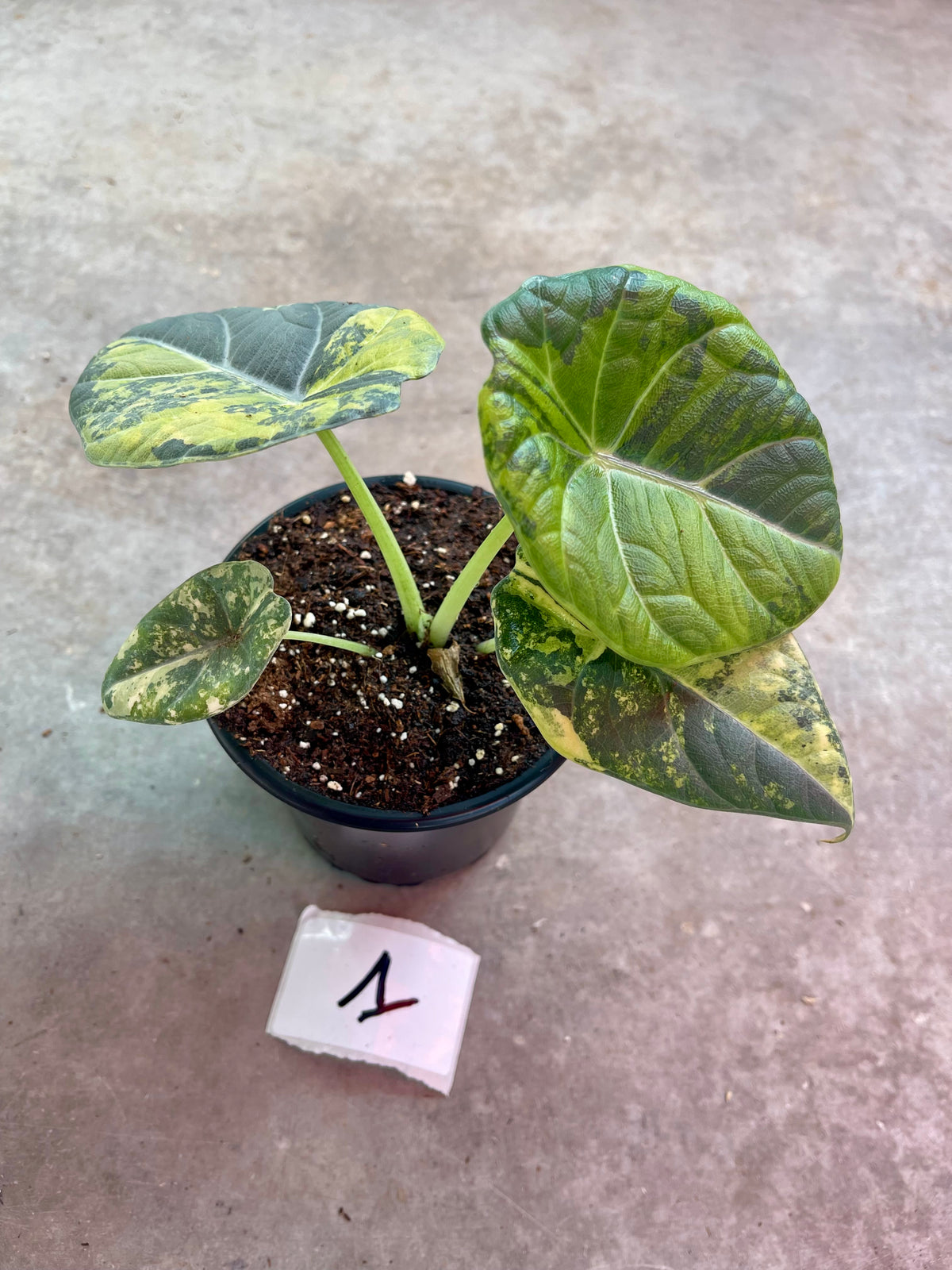 ALOCASIA MAHARANI GOLDEN LIME