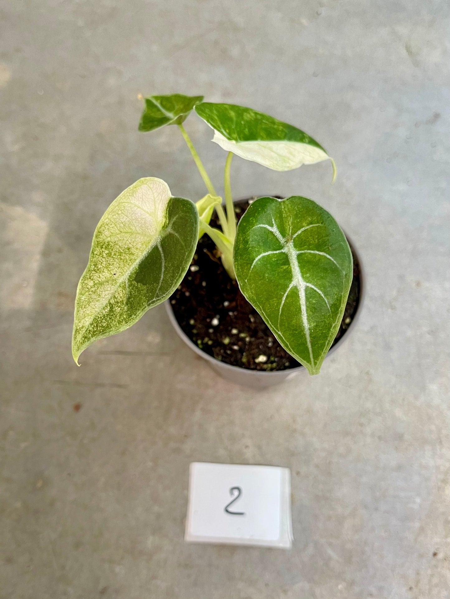 ALOCASIA WATSONIANA GLOSSY VARIEGATA NEW