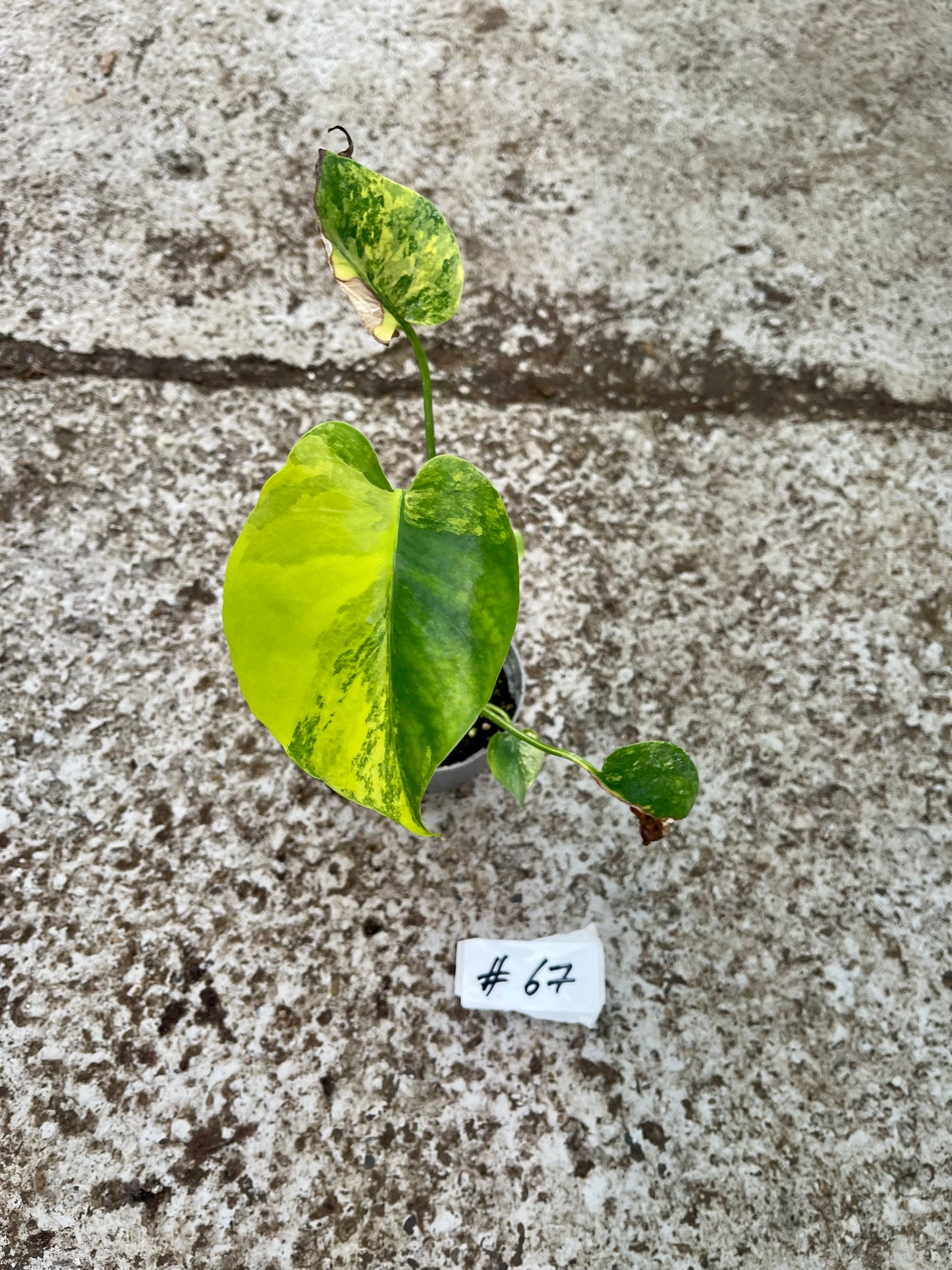 PLANTE A SAUVER