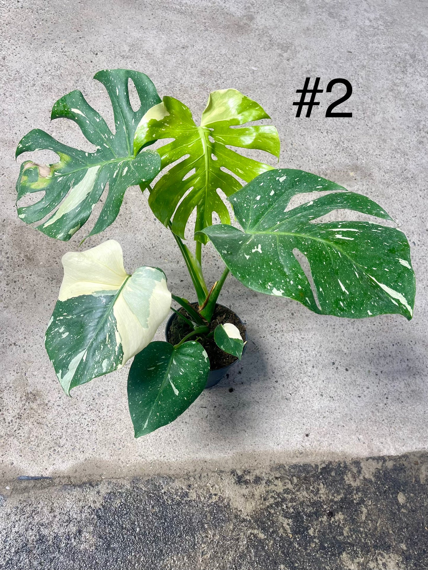 Monstera deliciosa thai constellation XL