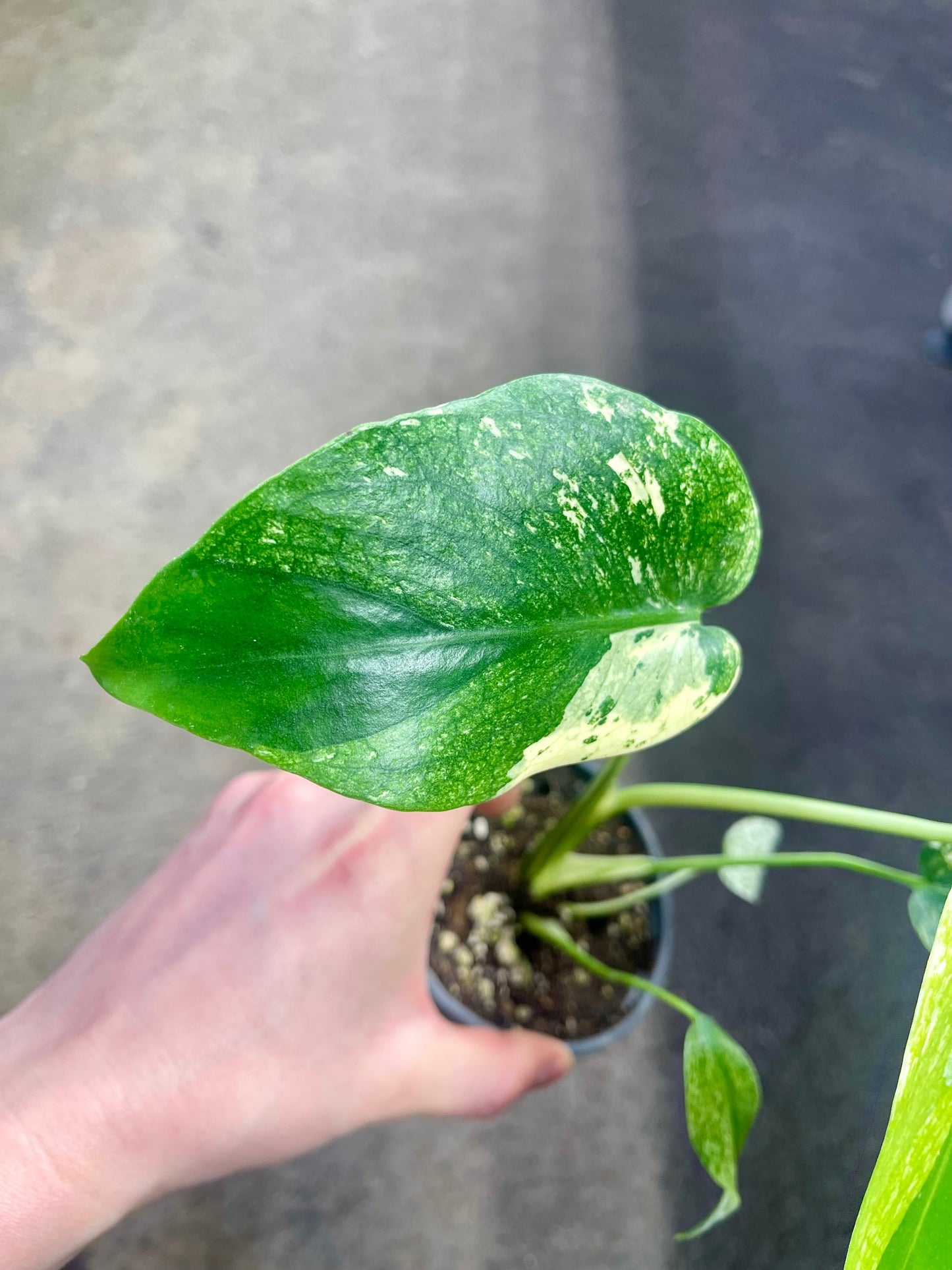 MONS.TERA WHITE MONSTER MUTATION TRICOLOR