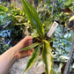 Philodendron caramel marble légère var M