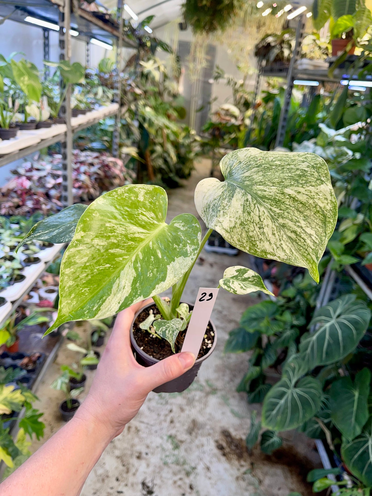MONSTERA WHITE MONSTER M NEW