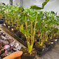 Alocasia teletubbies S NEW