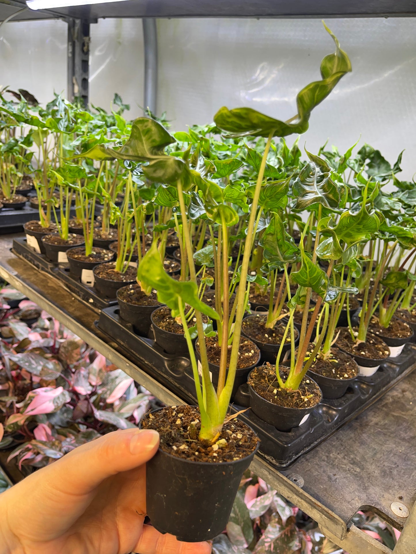 Alocasia teletubbies S NEW
