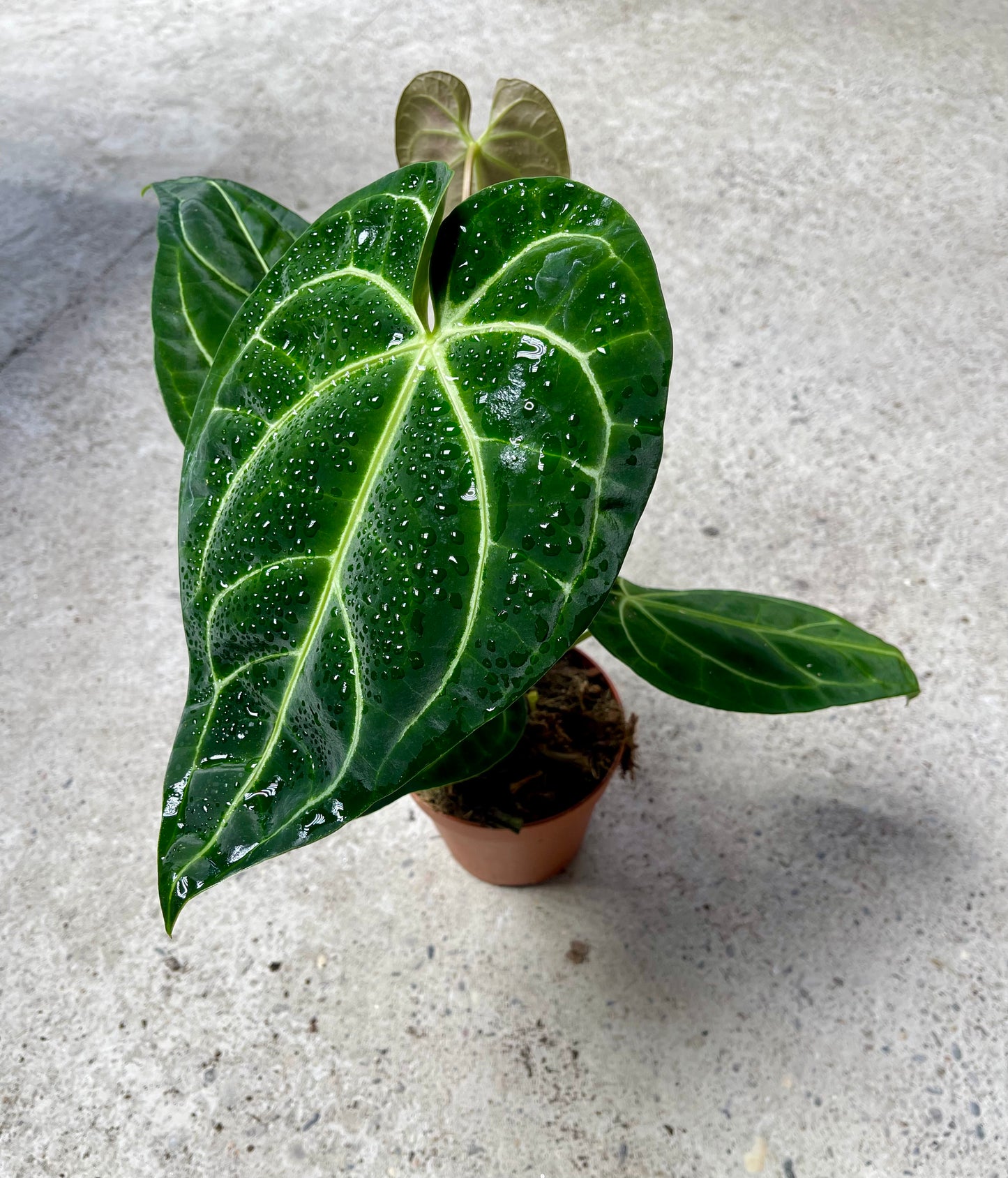 ANTHURIUM REGALE NEW