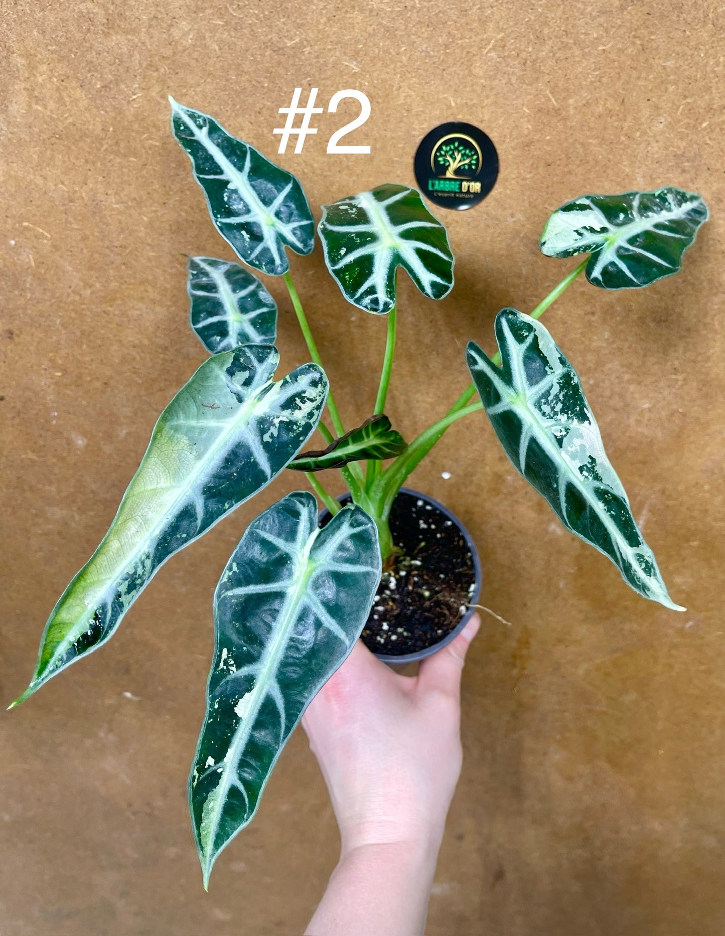 Alocasia green bambino variegata