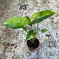 Alocasia shock treatment variegata L NEW