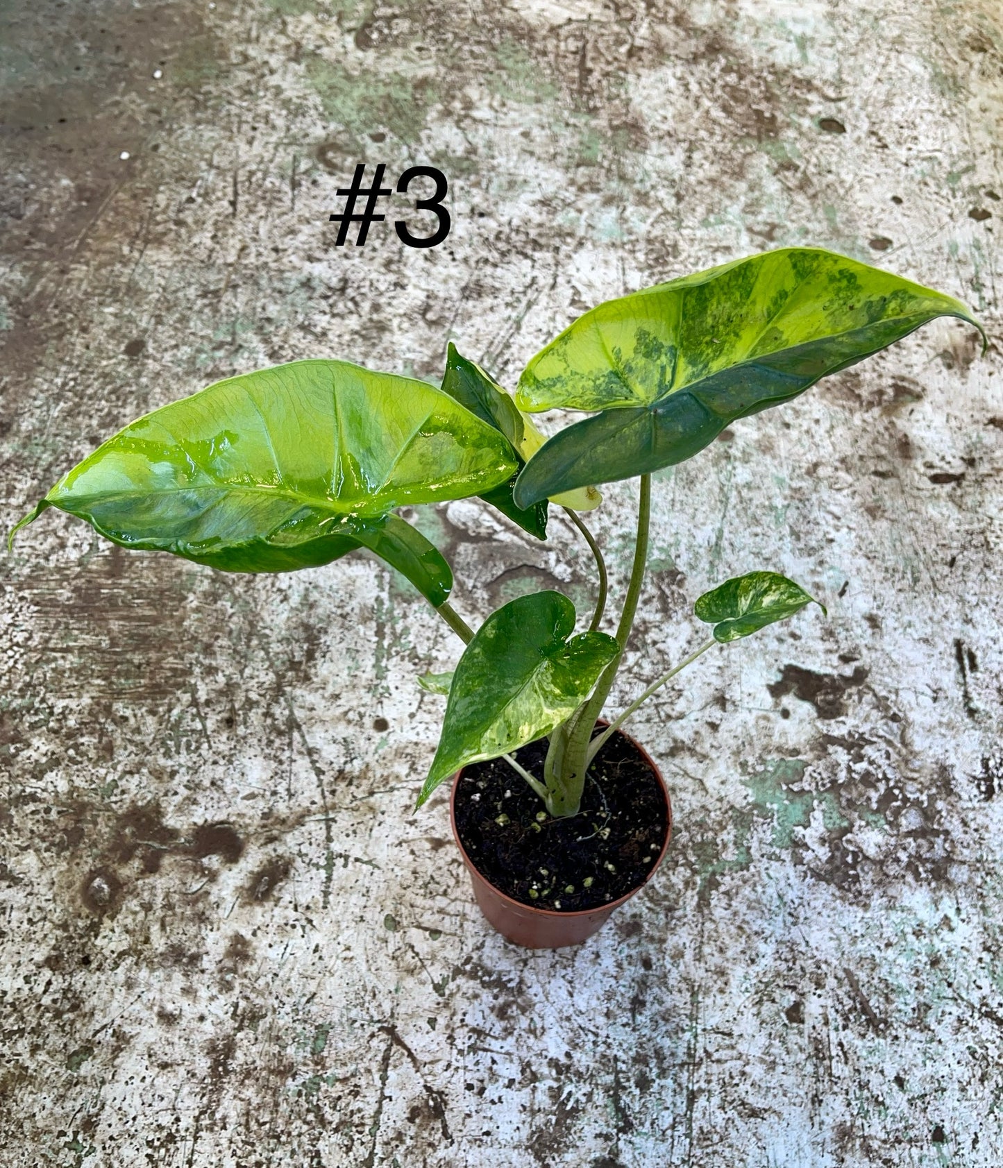 Alocasia shock treatment variegata L NEW