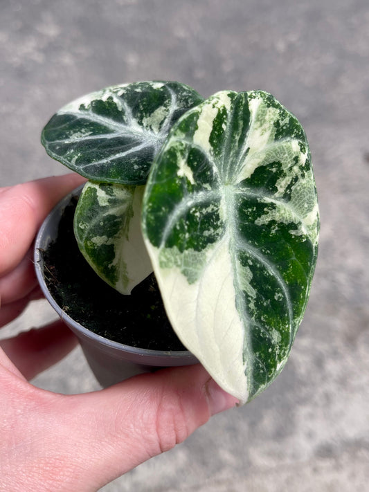 ALO.CASIA NINJA ALBO VARIEGATA