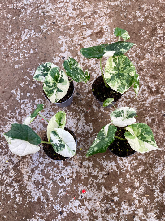 ALOCASIA MELO ALBO VARIEGATA NEW