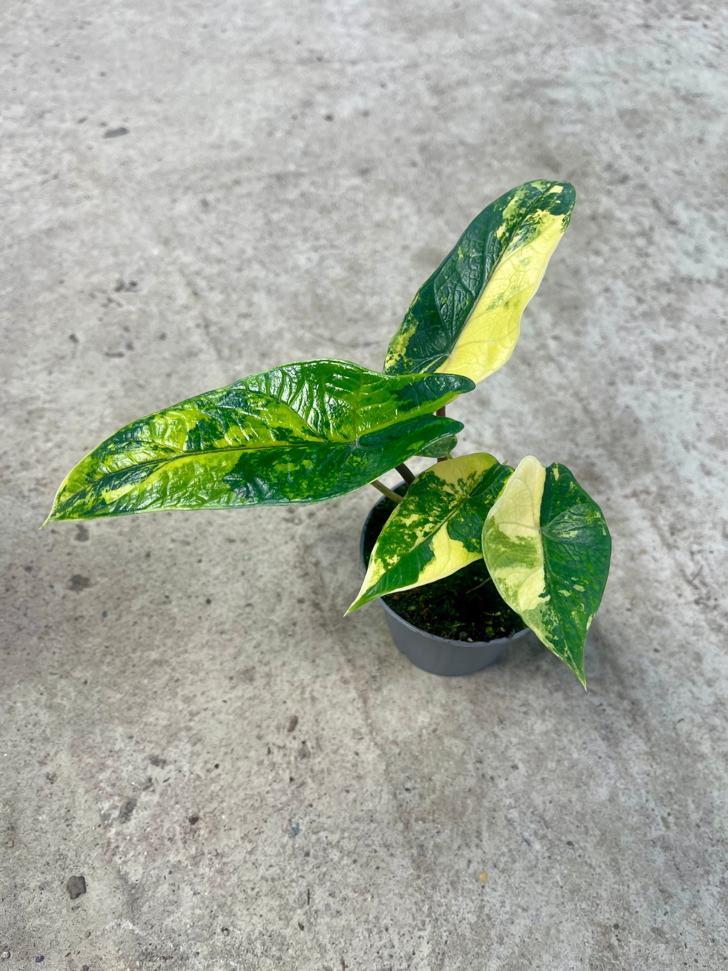 ALO.CASIA SCALPRUM AUREA VARIEGATA (2 plantes)