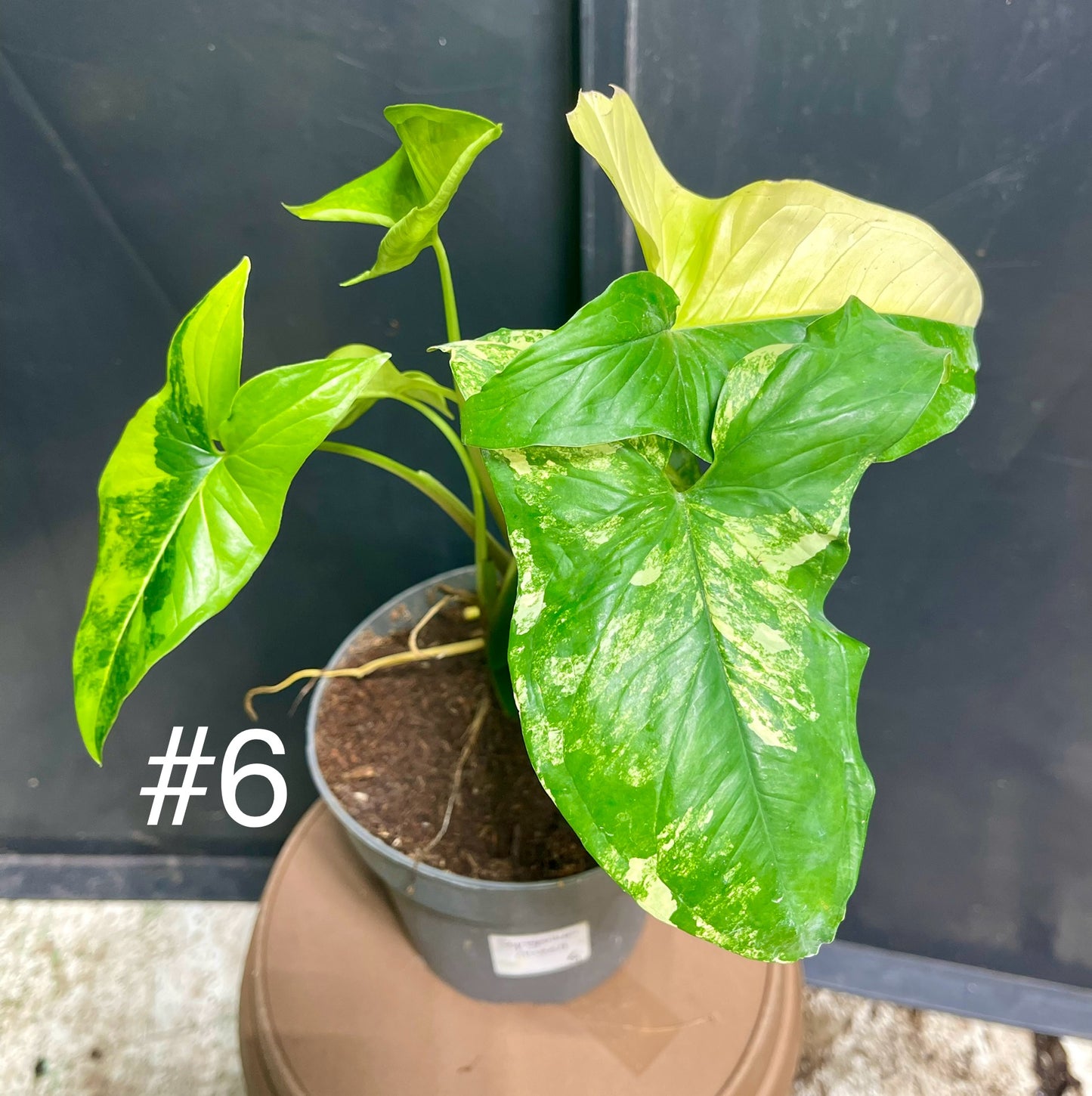 Syngonium aurea variegata