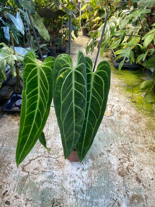 Anthurium warocqueanum L