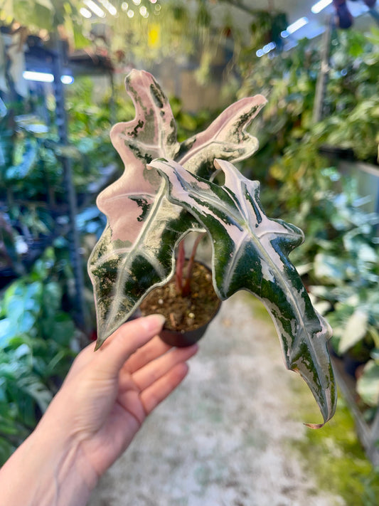 Alocasia sanderiana nobilis pink variegata NEW