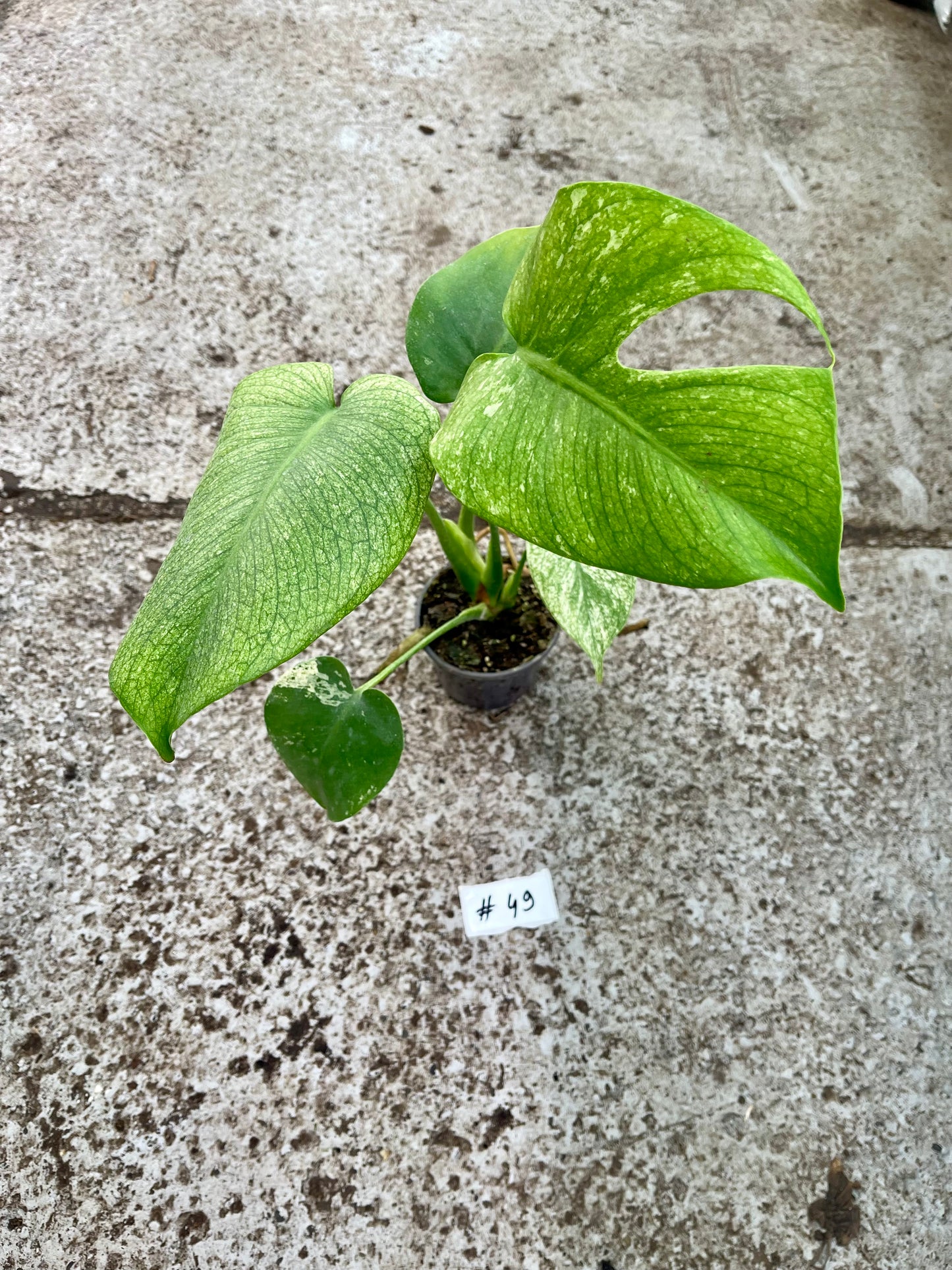 PLANTE A SAUVER