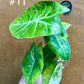 Alocasia nairobi nights variegata S NEW