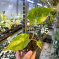 Alocasia shock treatment variegata M NEW