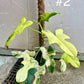 Philodendron bipennifolium variegata sur tuteur