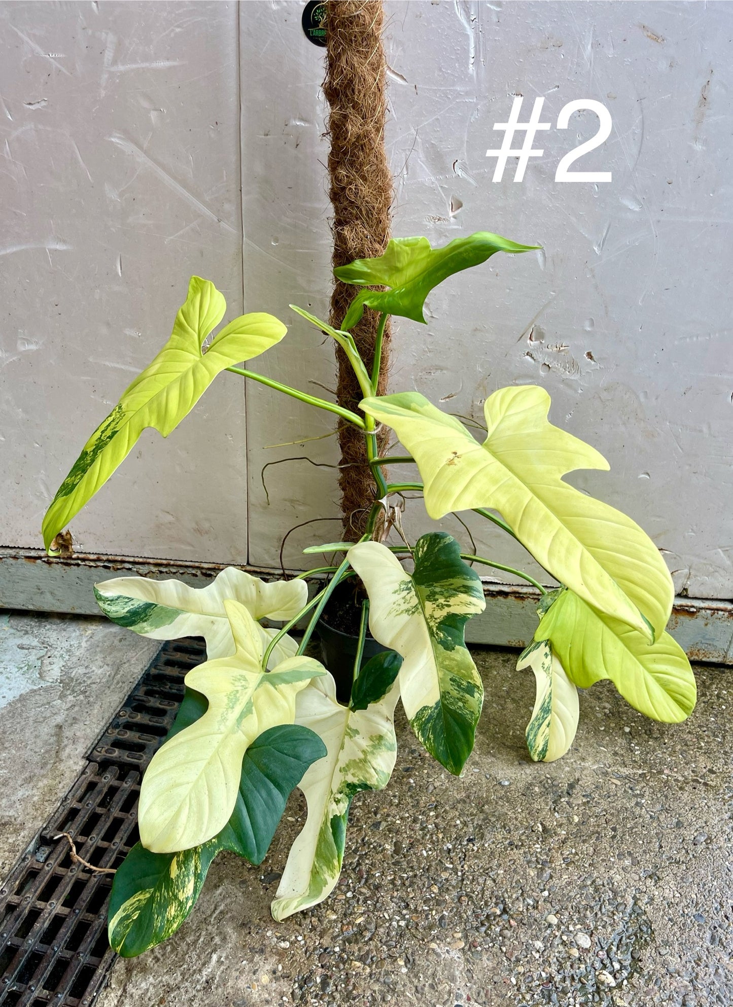 Philodendron bipennifolium variegata sur tuteur